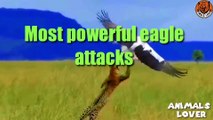 The most eagle attacks compilation l Raptors and Eagle Attacks l Eagle vs Snake, Fox, Monkey, Lion