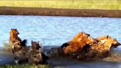 Brutal Kill and hunt sad end Lion Kill Hyena   #lion #hyena