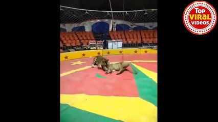 LION vs TIGER Real Fight Compilation