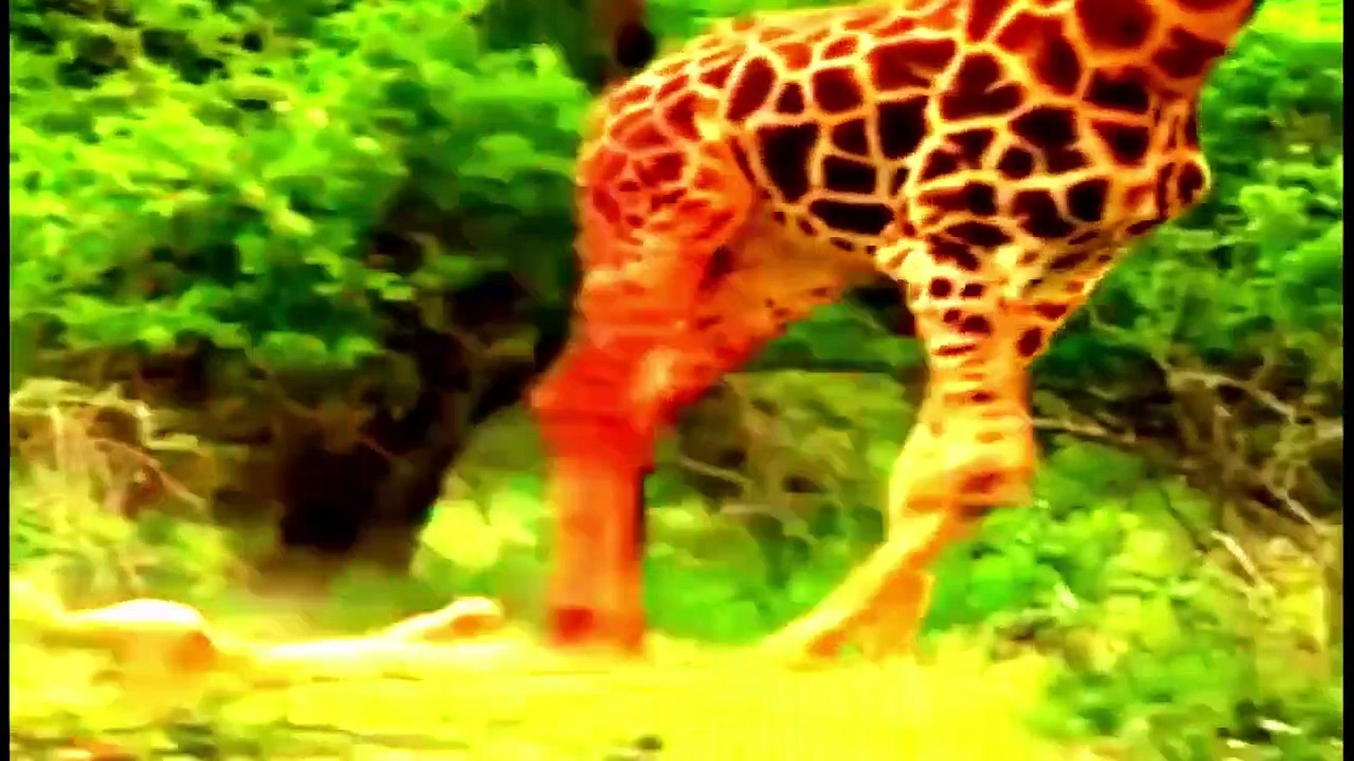 ⁣best animal video 2022 animal planet tv 2022 II