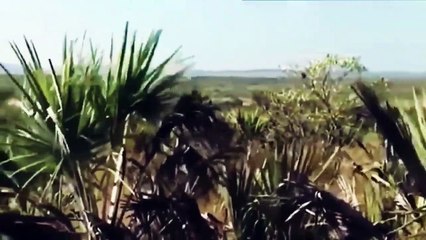 Lions national geographic documentary   Southern Africa wildlife 2022