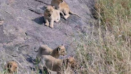 ORIGINAL AUDIO ADORABLE! SIX LION CUBS enjoy their first outdoor adventure 1080p 60FPS