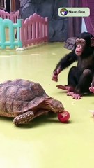 Angry chimpanzee   funniest Animals Video  #shorts