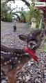 Cute Pets 2022  Funny Animals Video 2022  #shorts #funny #cute
