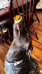 Funniest Dogs Video #shorts #trending #funny