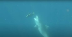 Suspenso total: tortuga marina logra escapar del ataque de un tiburón tigre
