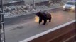 Un ours poursuivit par la police... Tellement drôle