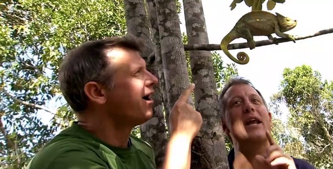 Wild Kratts S03 E18