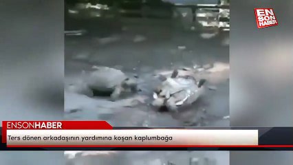 Ters dönen arkadaşının yardımına koşan kaplumbağa