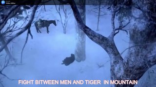 mountain fight men bitween  tiger