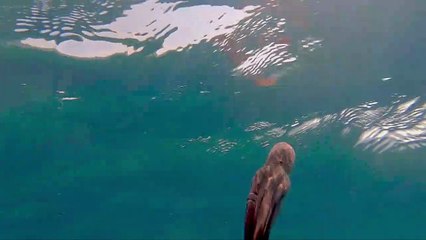 Octopus Emerges From The Sand