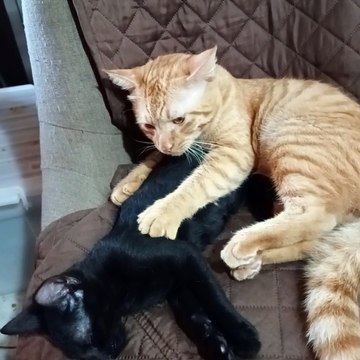 Kitty Gives a Deep Tissue Massage
