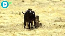 Leones y Bufalos Peleando 1, Lion Attack Buffalo To Death