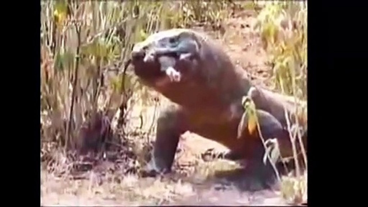 야생 동물의 공격 - 큰 전투 동물 리얼 전투 - 코모도 드래곤 공격