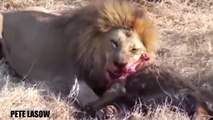 Lion vs Buffalo Fight To Death Lion Attacks Buffalo Real Fight - Wild Animal Attacks #28