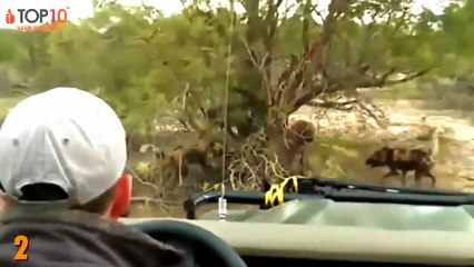 WILD DOGS ATTACK __ Wild Dogs vs Leopard, Warthog, Crocodile, Buffalo...