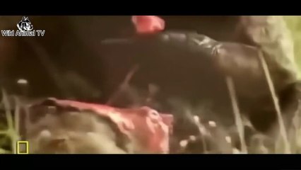 عجیب و غریب در مقابل بز کوهی در مقابل شیر، خرس حمله بوفالو به مرگ   شگفت انگیز ترین حمله حیوانات وحش