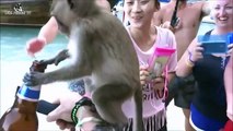 میمون در مقابل بشر تکان دهنده ترین شگفت انگیز حیوانات وحشی حم خنده دار فیلم ها سعی کنید به خنده 2016
