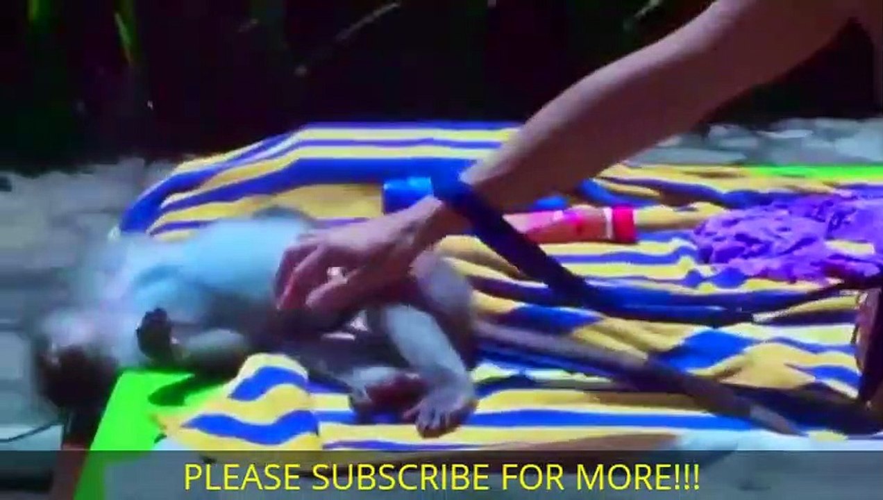 AMAZING Monkey Meeting Tourist #6 - Monkey Meeting With Visitor - Monkey Meeting Funny Videos