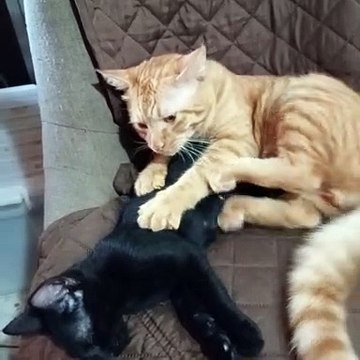 Kitty Gives a Deep Tissue Massage