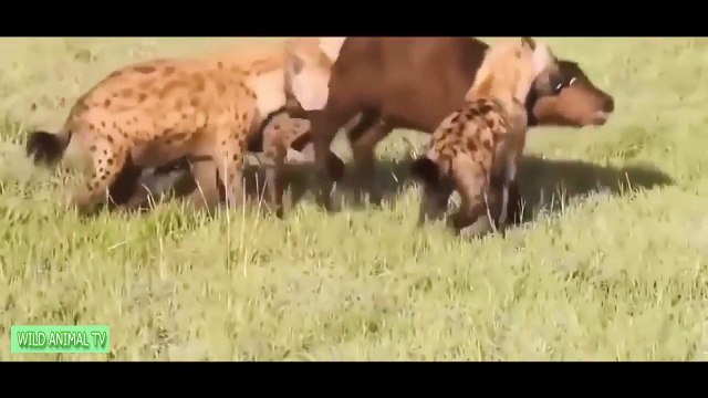 Gorilla vs Bear, Lion vs Buffalo, Big Baboon Attacks Crocodile Most Amazing Wild Animal Attacks (2)