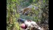 파이썬 대 사자 대 거대 아나콘다 대 타이거   놀라운 야생 동물의 공격