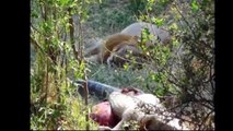 파이썬 대 사자 대 거대 아나콘다 대 타이거   놀라운 야생 동물의 공격