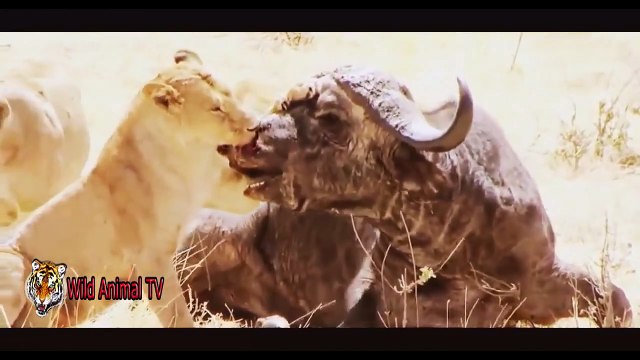 Amazing Animals Attacks In Real Life # Lion vs Buffalo and Crocodile vs Zebra, Gnu Part 2 (2)