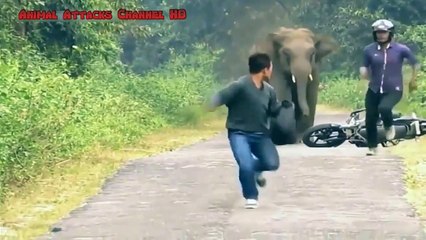 WoW! Most Shocking Gorilla Attacks on Human People Real Video   Wild Animal Attacks HD (4)