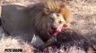 Lion vs Buffalo Fight To Death Lion Attacks Buffalo Real Fight - Wild Animal Attacks #28 (2)