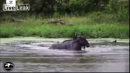 거대한 악어 공격 편집 - 세계의 다큐멘터리 2016 년 가장 큰 악어 (4)