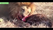 Lions vs Buffalo, Lion Attacks Giant Anaconda & Crocodile - Real Fight Most Amazing Animals Attack (2)