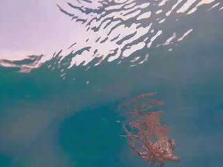 Octopus Emerges From The Sand