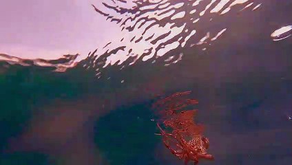 Octopus Emerges From The Sand