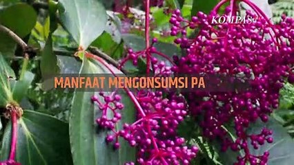 5 Manfaat Baik Buah Parijoto yang Belum Banyak Diketahui