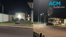 Cranky buffalo runs amok in hospital car park, gets escorted out by police