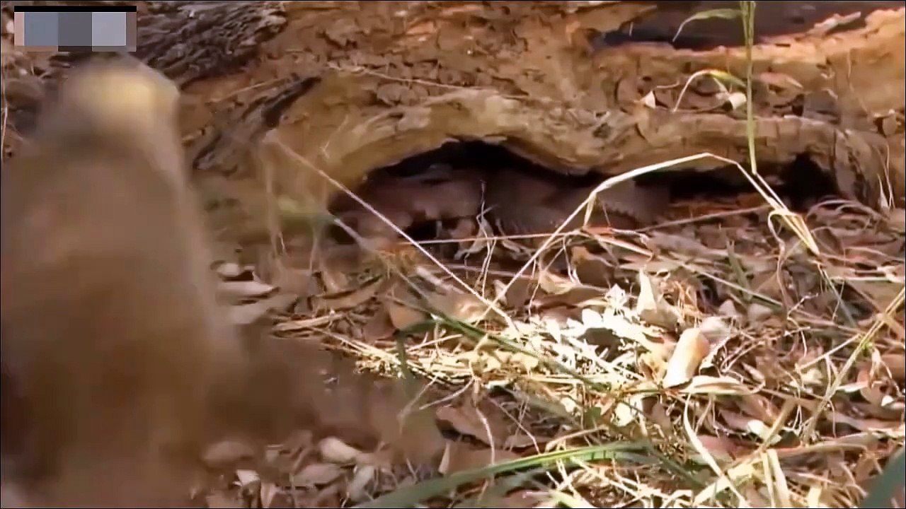 King Cobra Vs King Mongoose ► Cobra is Punished When Deliberately Spraying Venom Into Mongooses