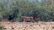 Leopard Catches A Warthog ► Wild Dog Vs Wildebeest, Battle Between Hyena Vs Leopard