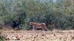 Leopard Catches A Warthog ► Wild Dog Vs Wildebeest, Battle Between Hyena Vs Leopard