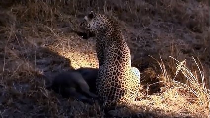 Lion Suffered From A General Attack From Hippo Vs Buffalo ► Harsh Life Of Wild Animals