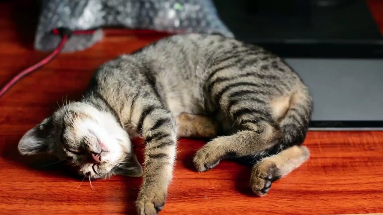 FUNNY CAT VIDEOS TO MAKE LAUGHING TRY NOT LAUGH