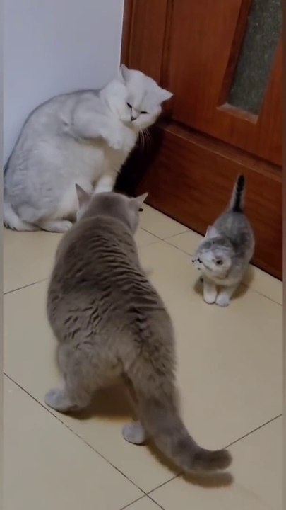 Cat_is_Funny
