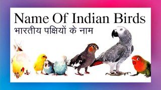 Birds Name _ Birds Name in Hindi and English _ Basic English Learning _पक्षियों के नाम,