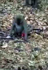 The monkey is trying to catch the laser