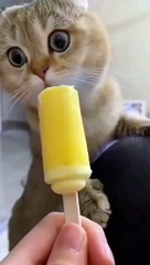 How does this happen while eating animals