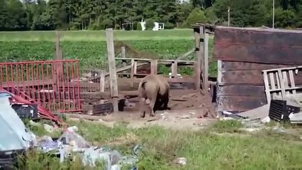 Saved By The Barn - Se1 - Ep11 - Hog Chase Rescue HD Watch