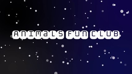 Funniest and Craziest Cats and Dogs doing funny things Videos 2023