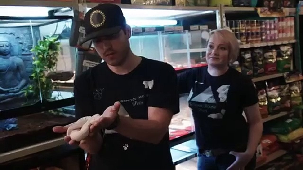 Scaled - Se1 - Ep08 - Jurassic Blue-Tongue Skink HD Watch