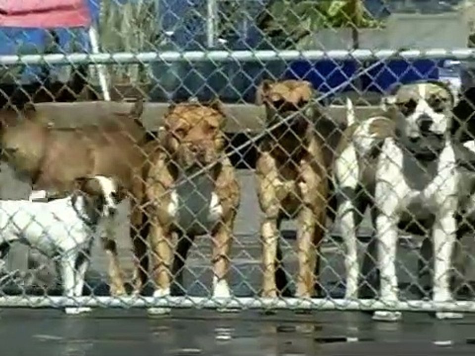 Dog Whisperer with Cesar Millan - Se1 - Ep07 HD Watch