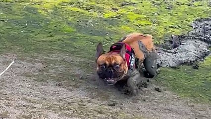 Adorable Frenchie tunes out the world while playing in mud